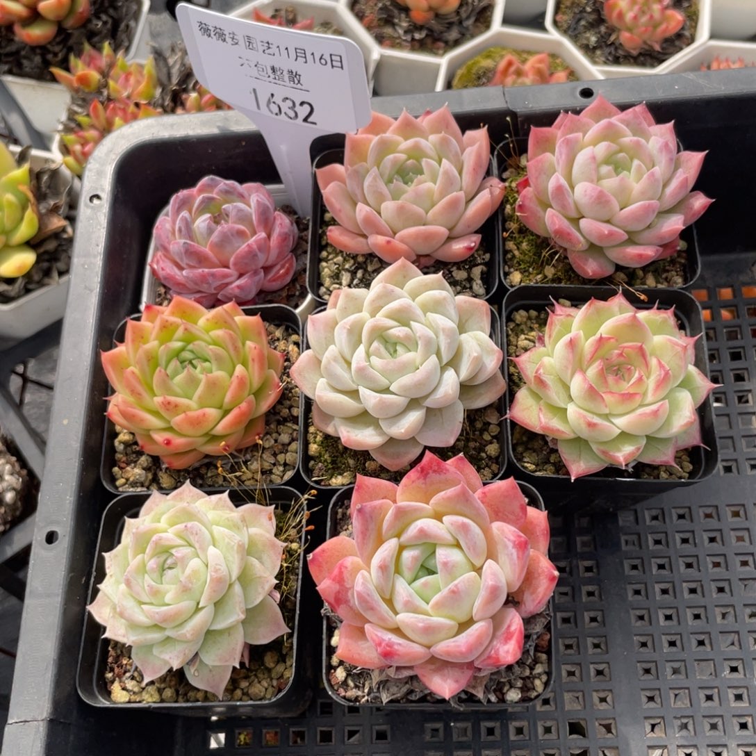 不包整散 盆子不售后1632