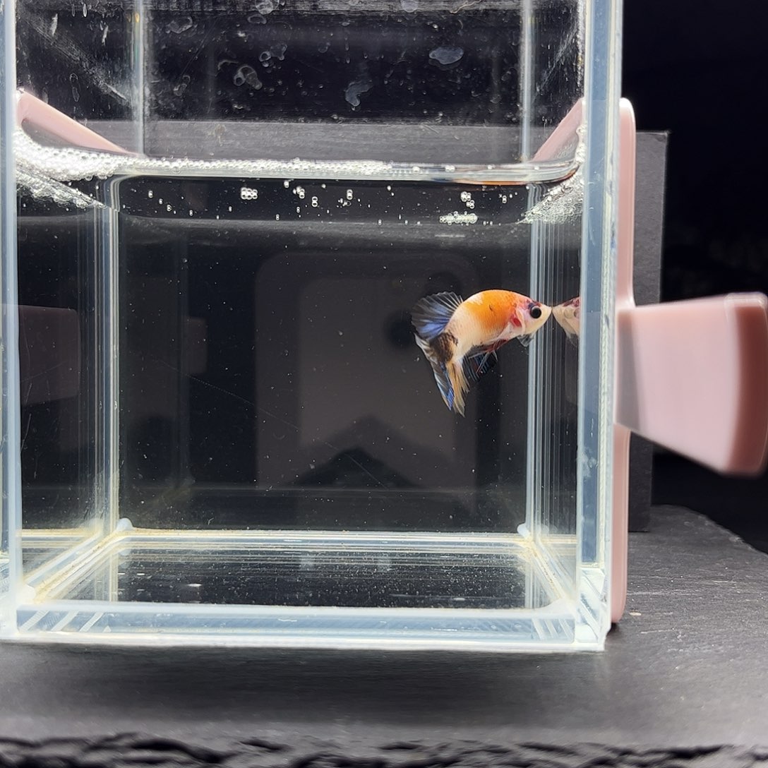 海水鱼宙斯斗鱼竞拍12-22