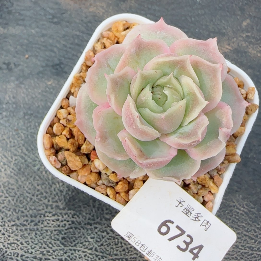 虾饺，6734多肉植物