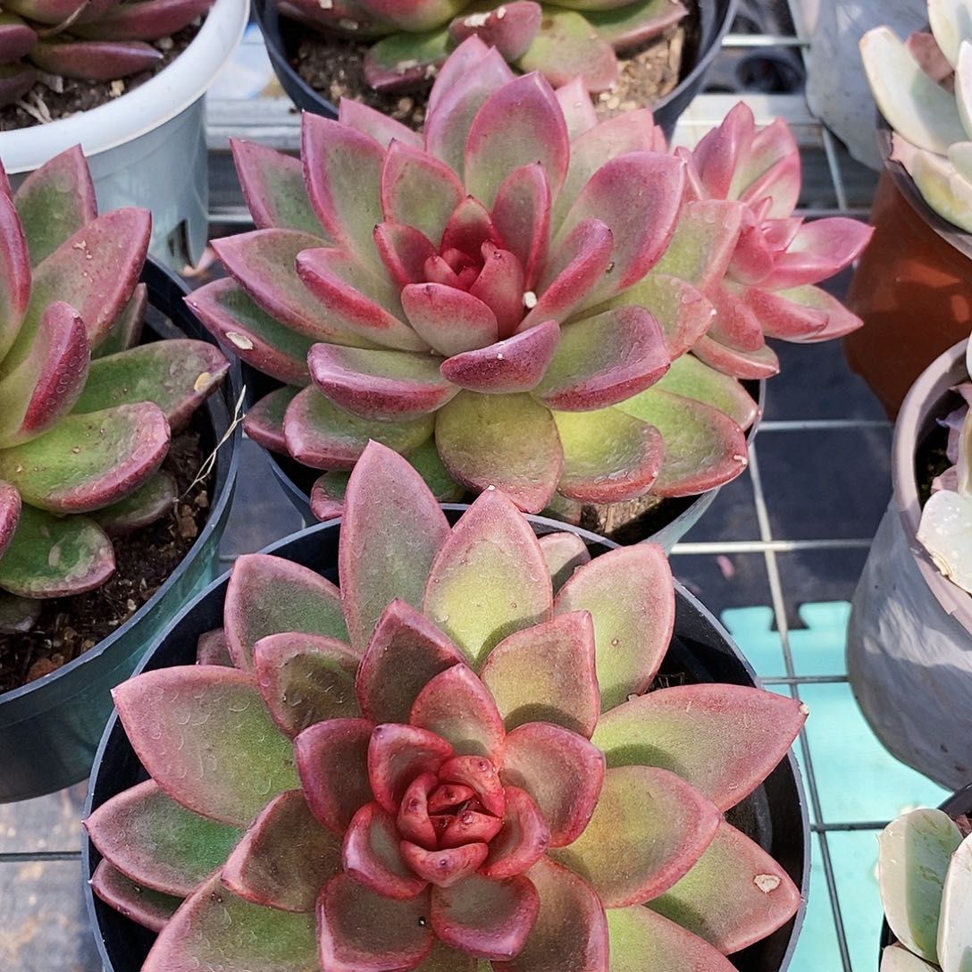 丰沛玫瑰大单头精品