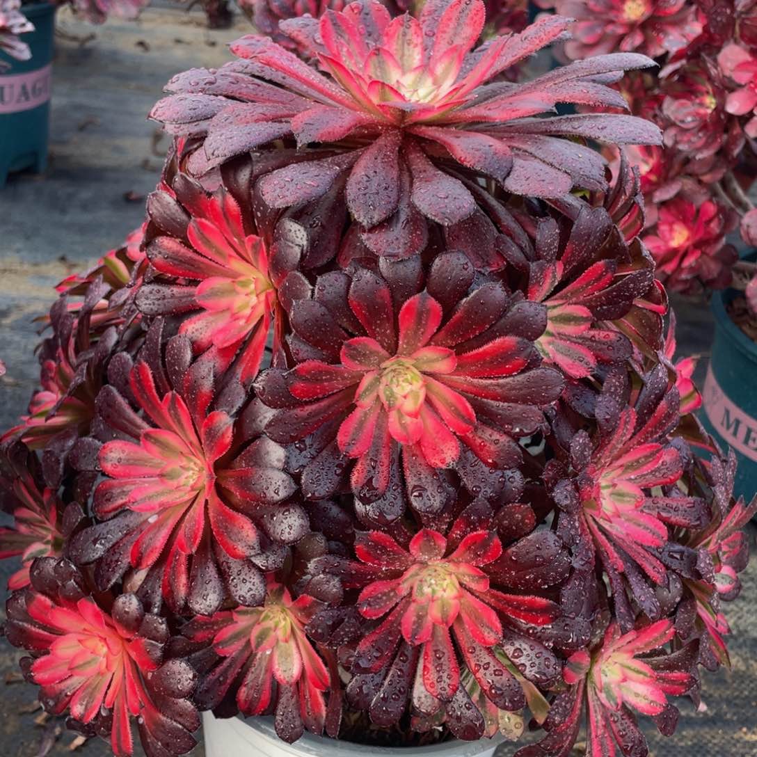 067黑铜白精品法师老桩