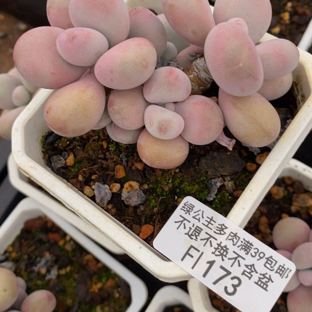 腰子桃蛋173/7c m