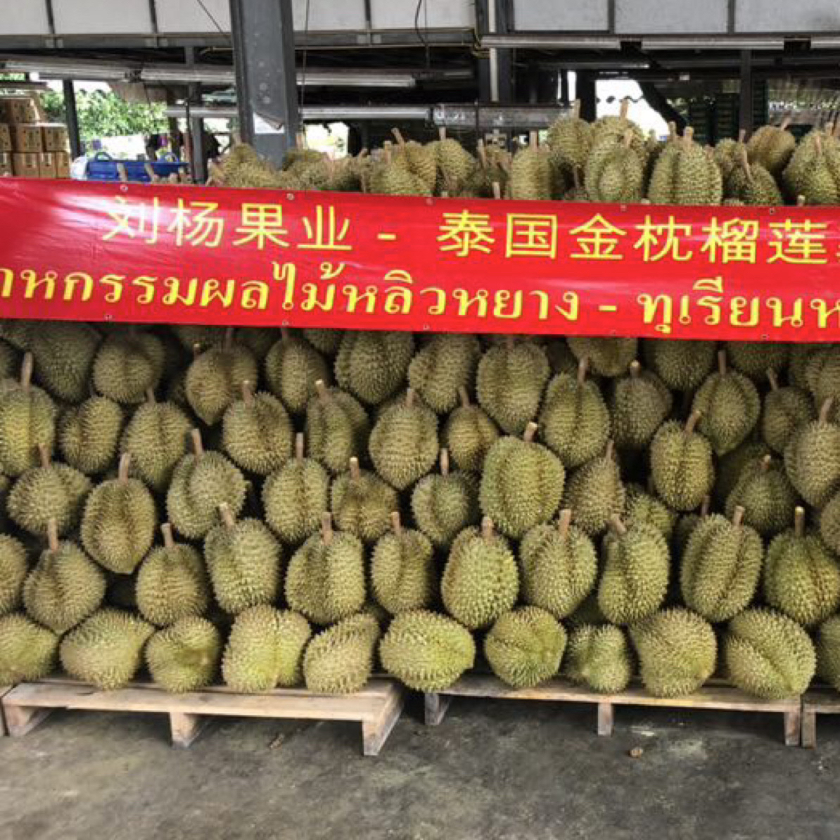 一果一拍，新鲜泰国榴莲现拨肉三斤以上核大小不均匀（不包口感，售后有标准，直播间问好下在下单）金枕泰国