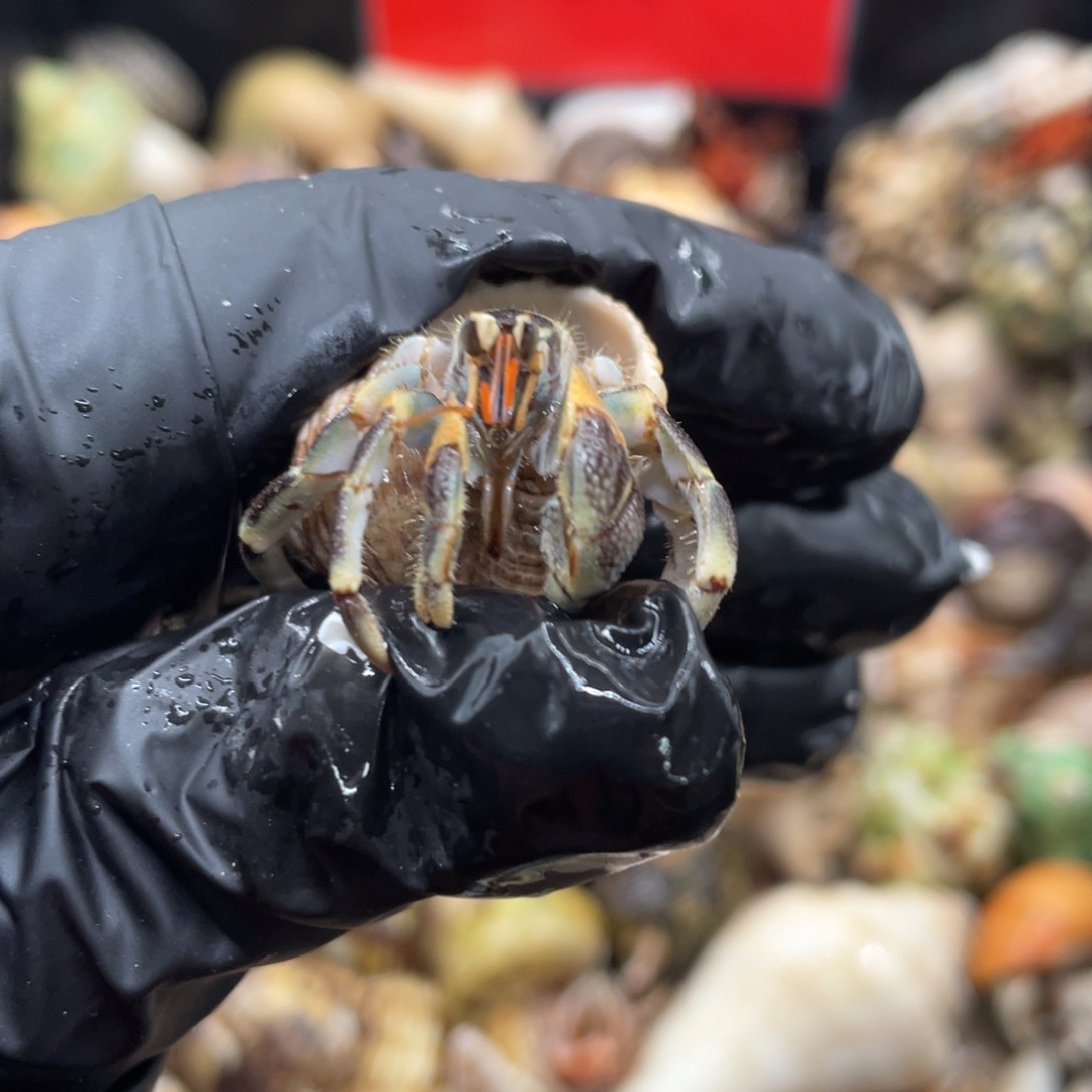 不退不换谢谢支持48