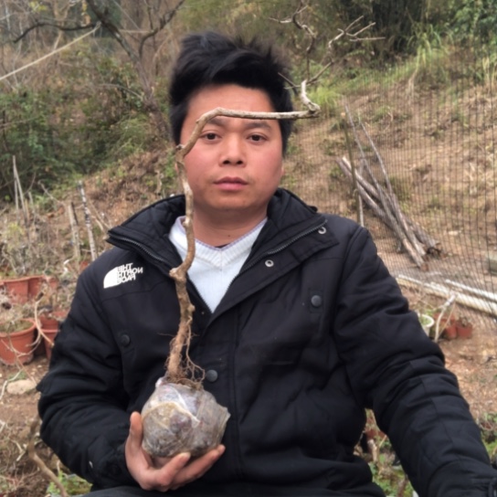 盆景素材盆栽绿植用****9