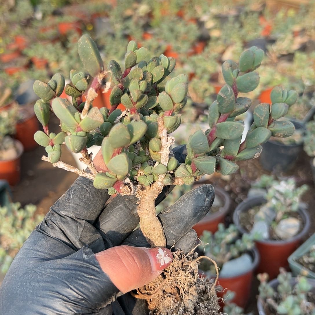 多肉植物鹿角海棠