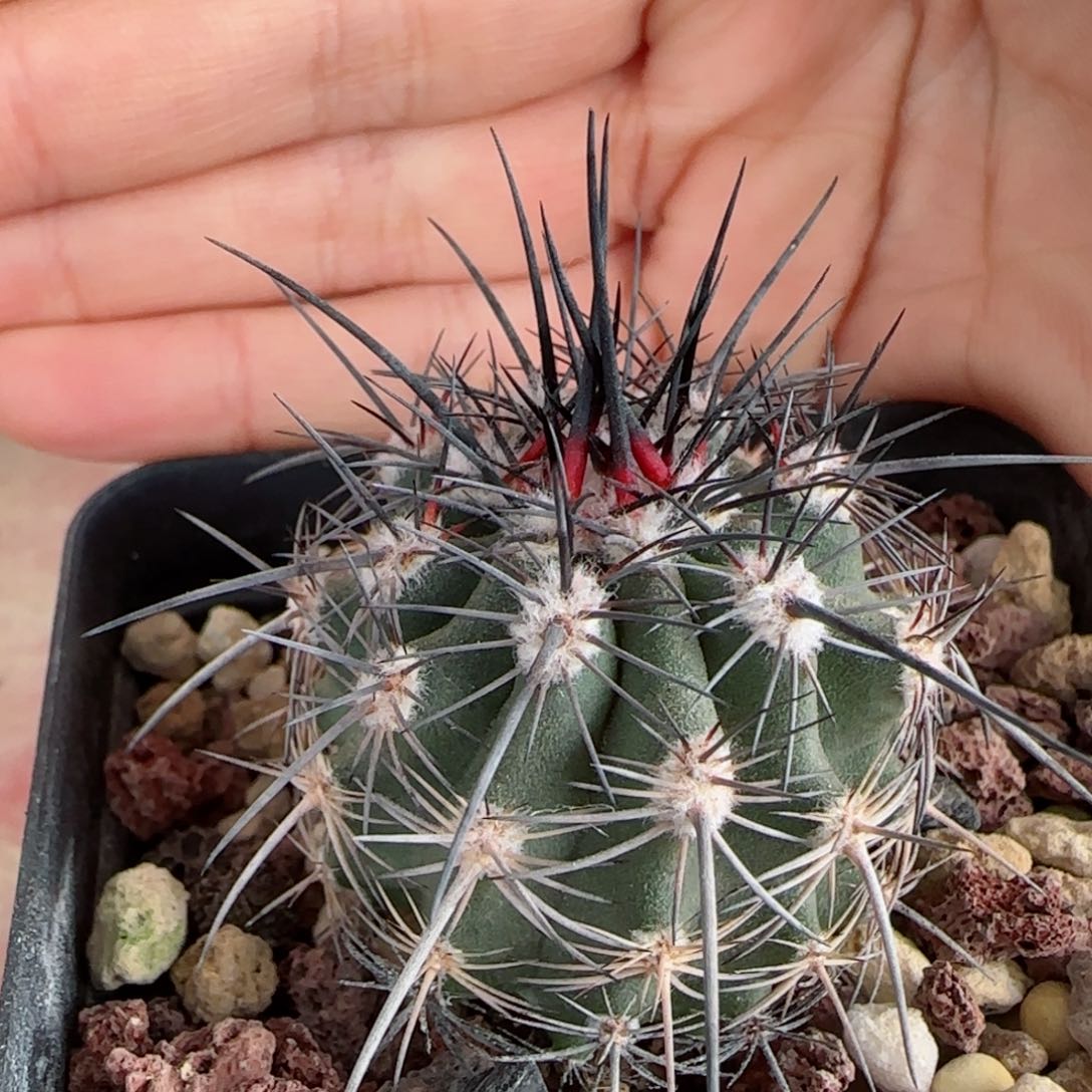 0009实生伊须罗玉多肉