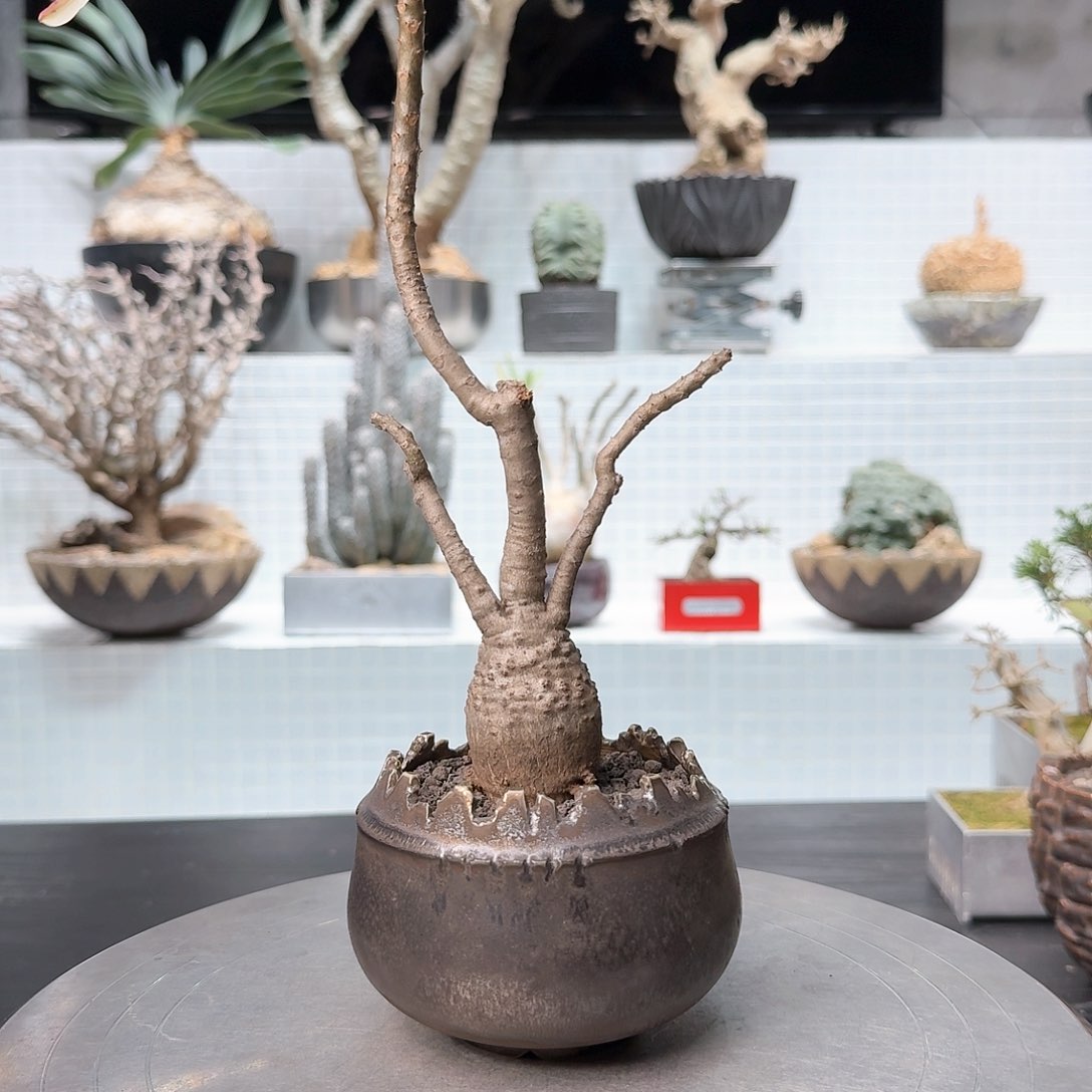 迪式棒槌 一物一拍16