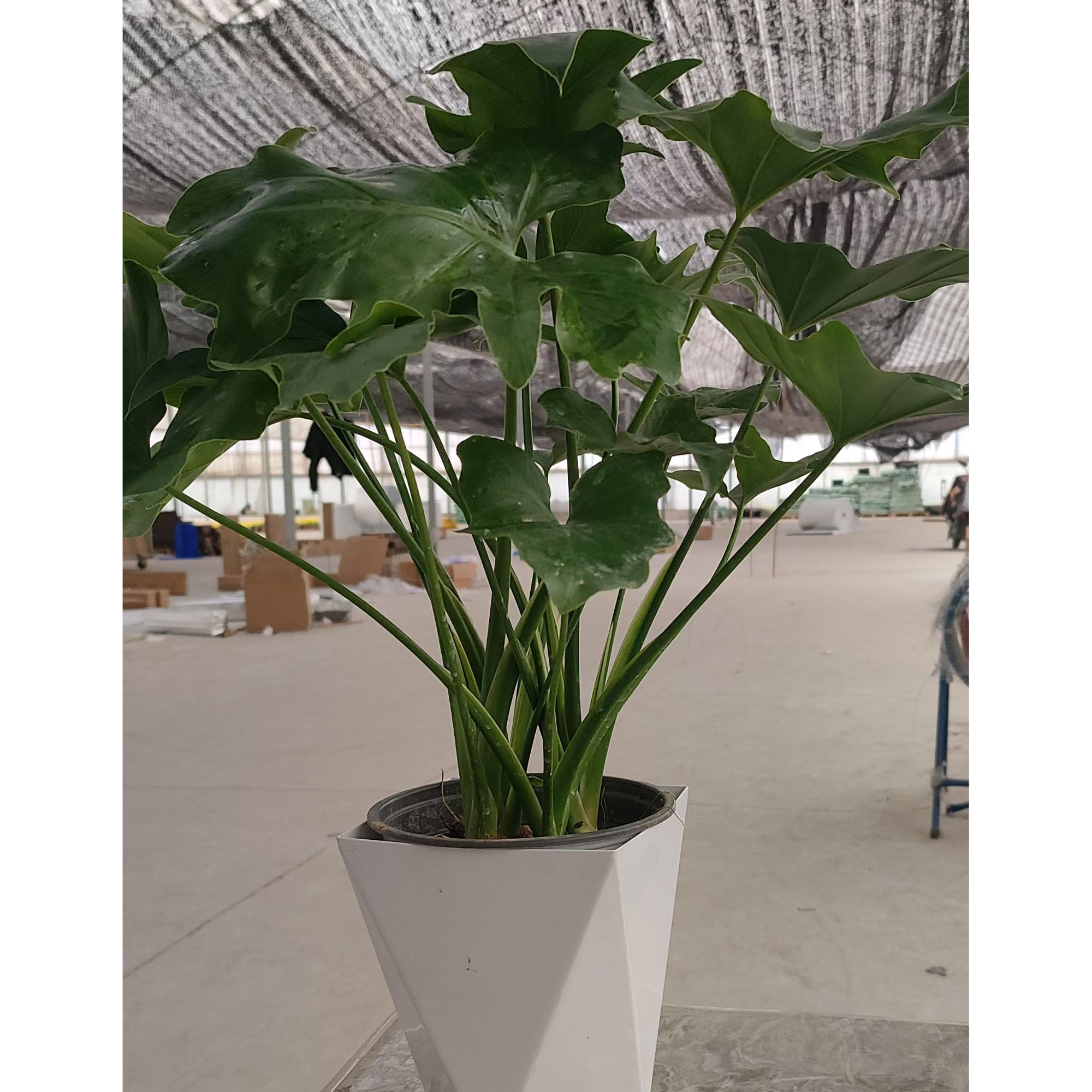 龙鳞春羽高30-40CM室内盆栽绿植水培土培四季常青好养护空气净化