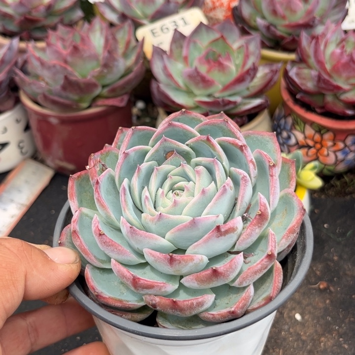 侧影富婆多肉惊鸿一瞥多肉植物
