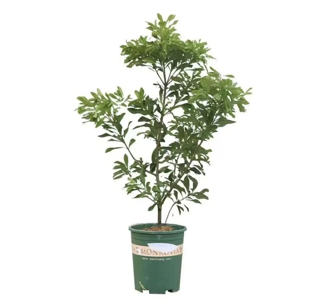 绿植推荐一物一拍