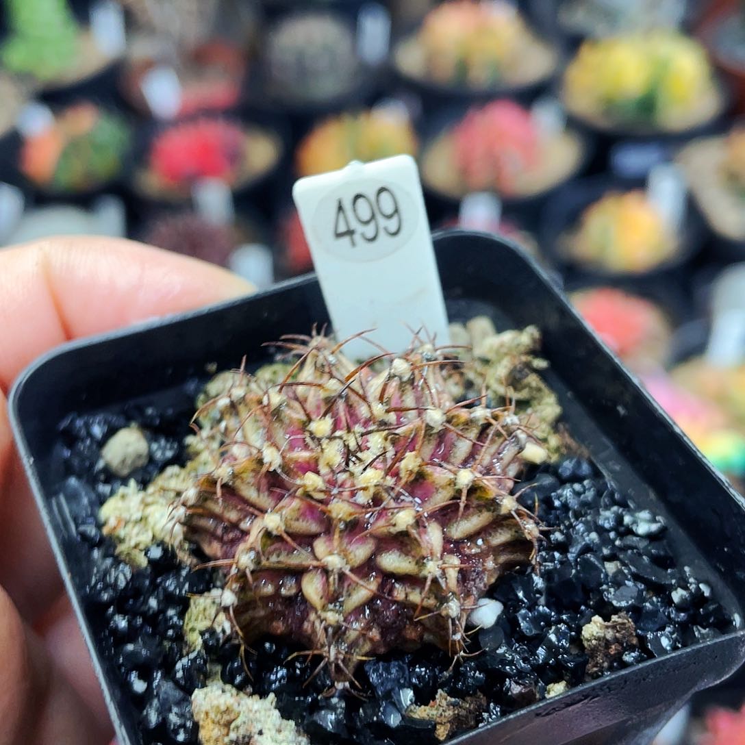 肋骨海神非偏远地区满25元包邮仙人球