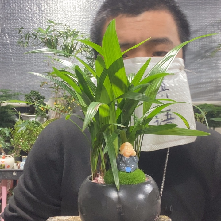 以实际为准盆景绿植盆栽47