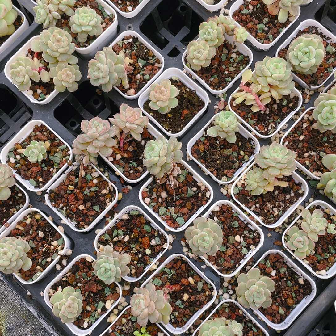 白恋盆有杆子一个满25包邮