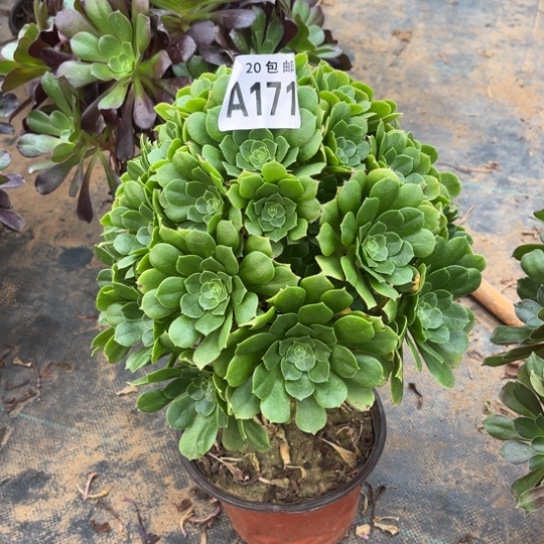 171绿羊绒不包断枝