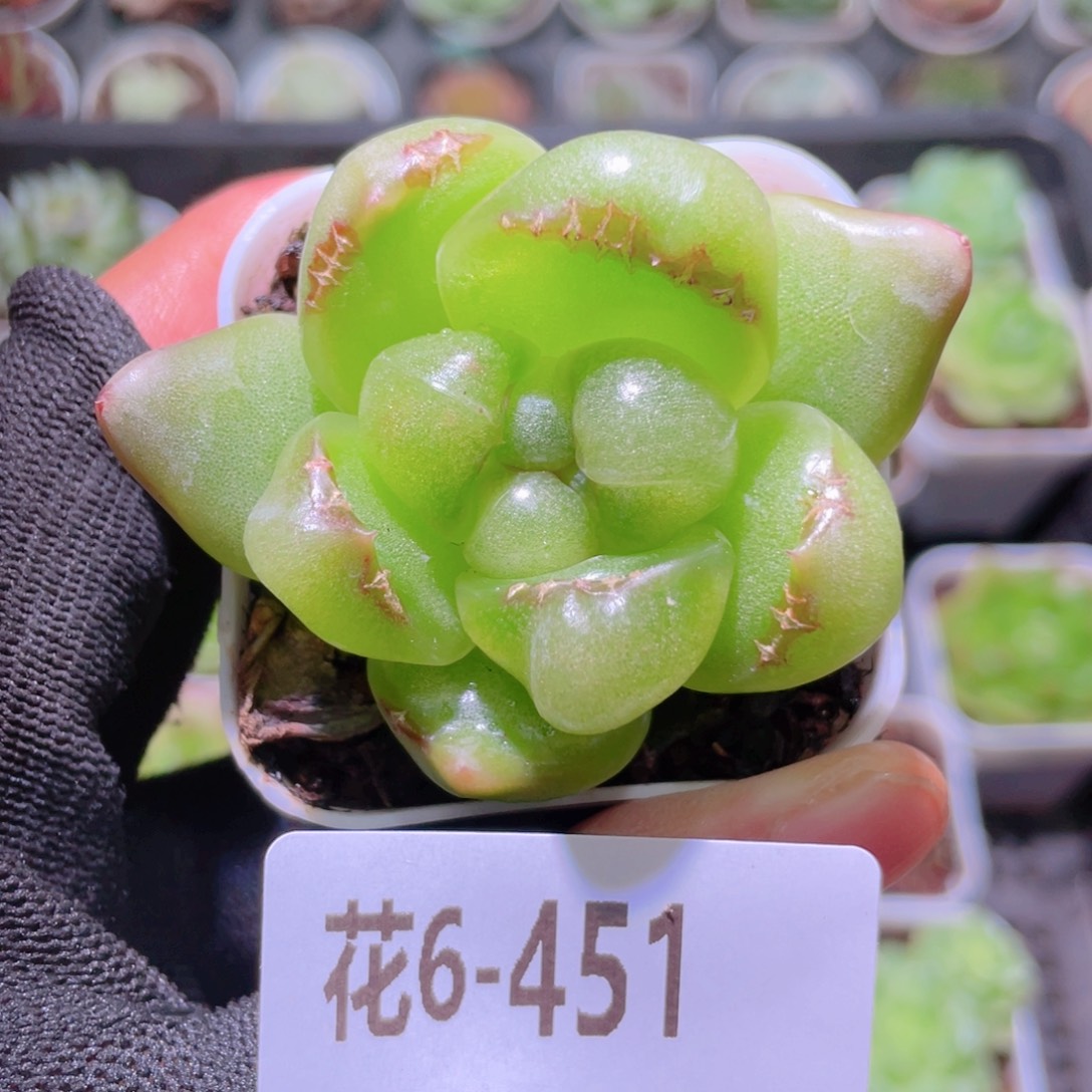 花利美6-451冰露 