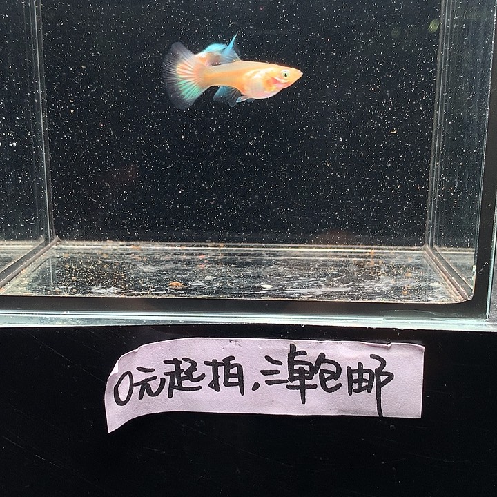 孔雀鱼黄化兰礼服鸥翼一对