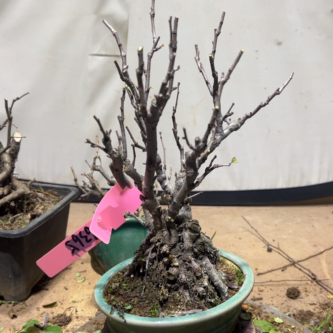 古***云无花朵原生贴梗海棠