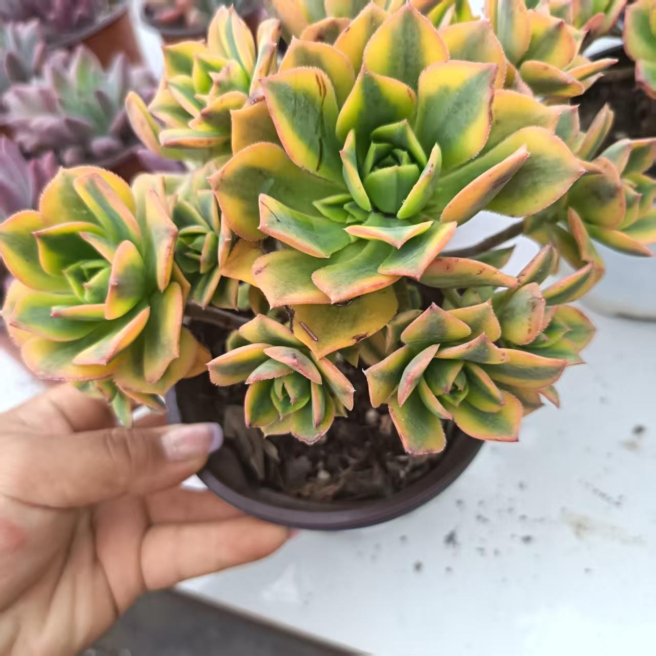 星爆法师2颗脱土发货(拼满15元包邮)多肉植物阳台露台办公室