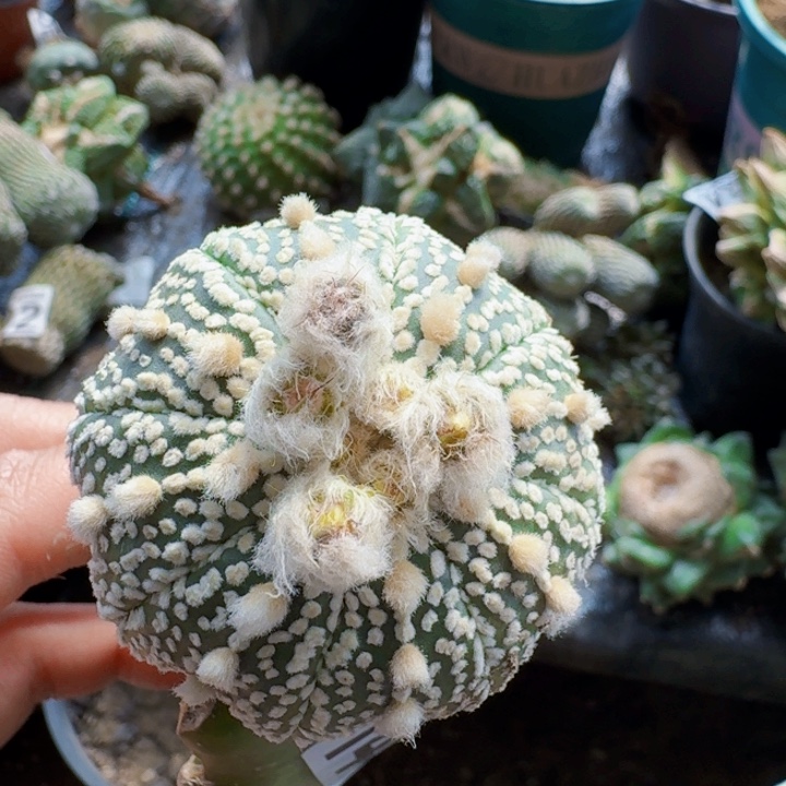 147苗接海星奇迹兜