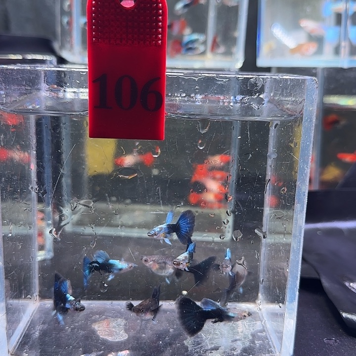 孔雀鱼做****姐106号，10条
