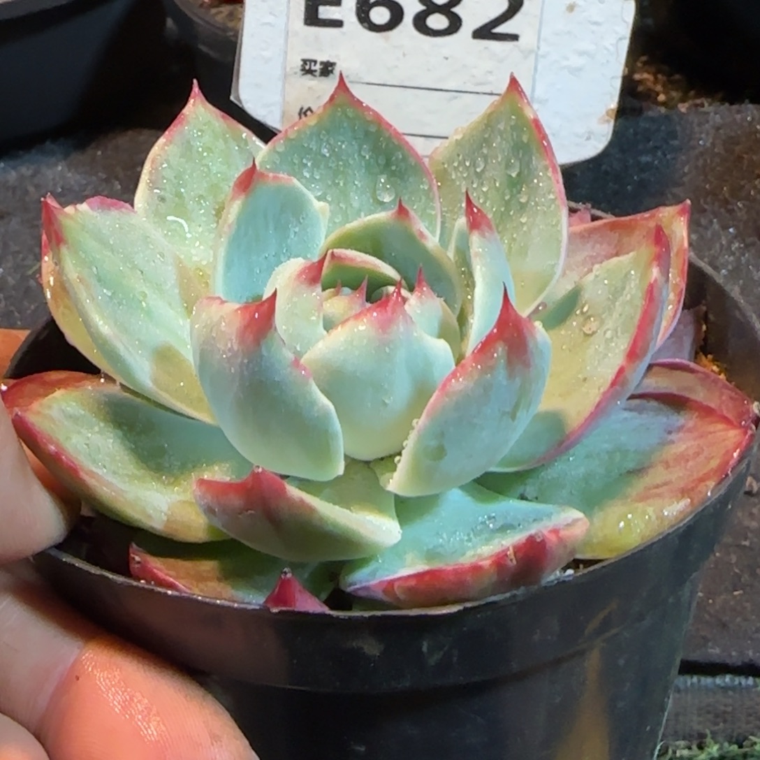 惊鸿一物一拍包装收缩花旱682