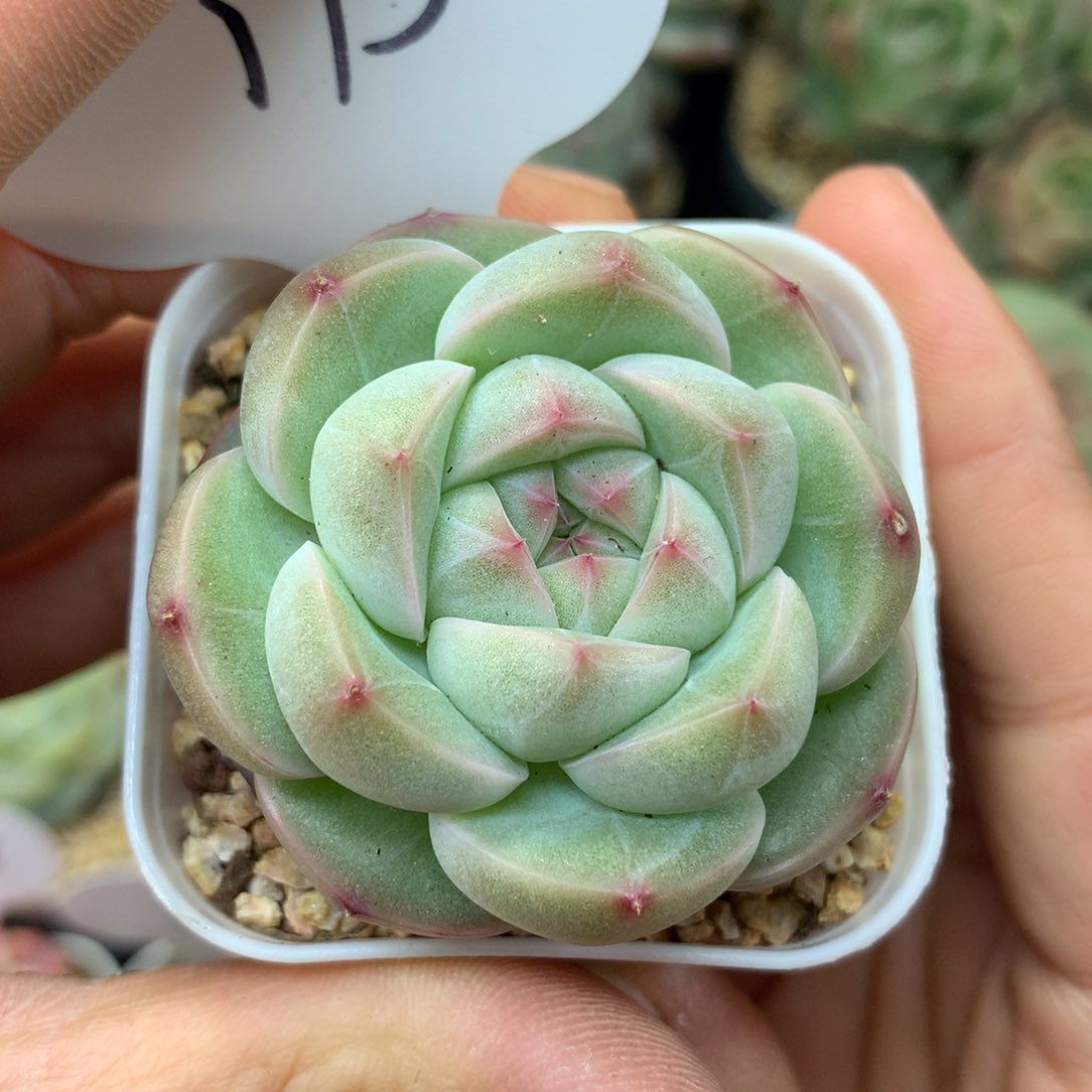 白露珍妮单头175