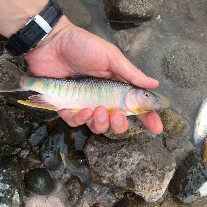 重庆马口鱼 水族活体鱼