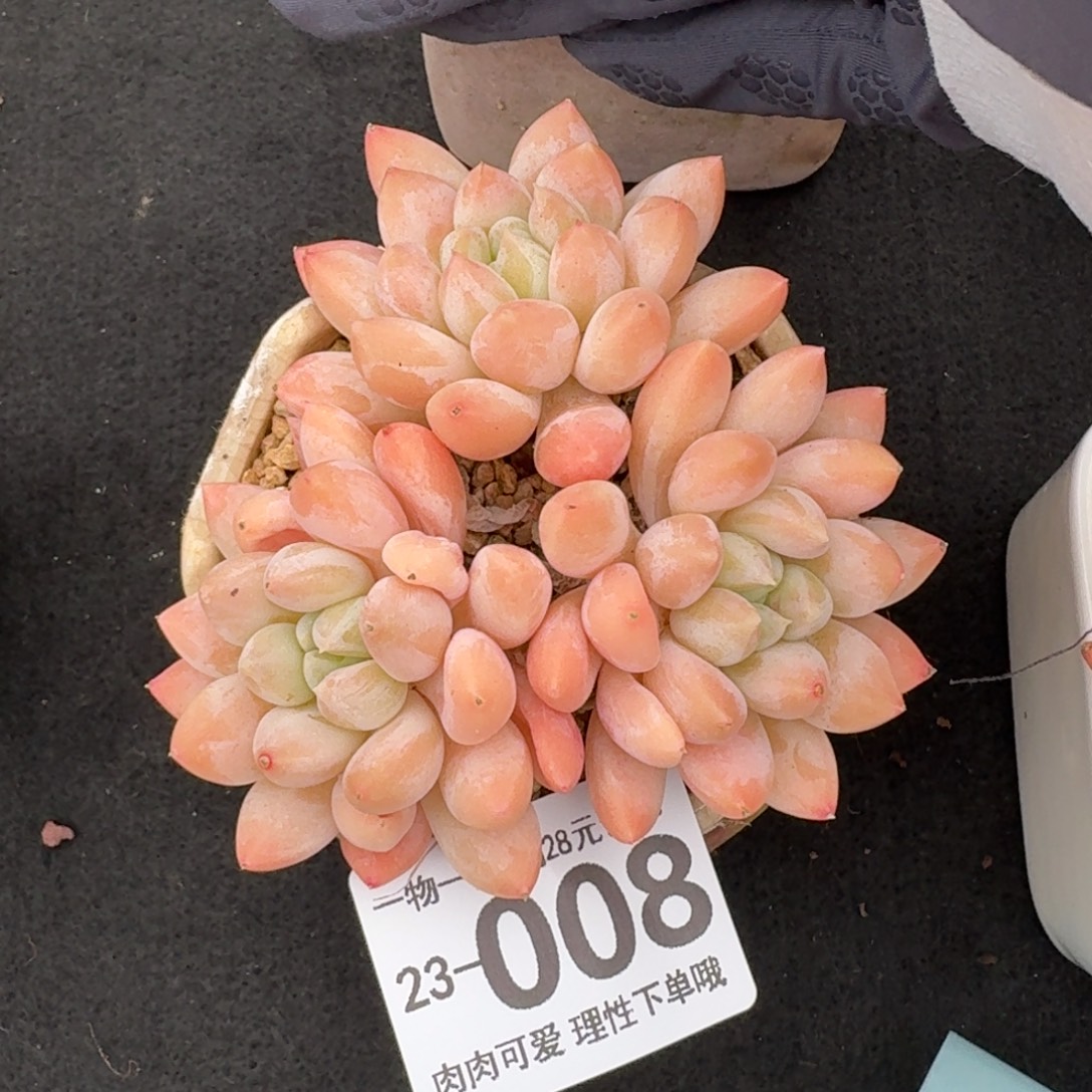 星空美人无盆土发货无