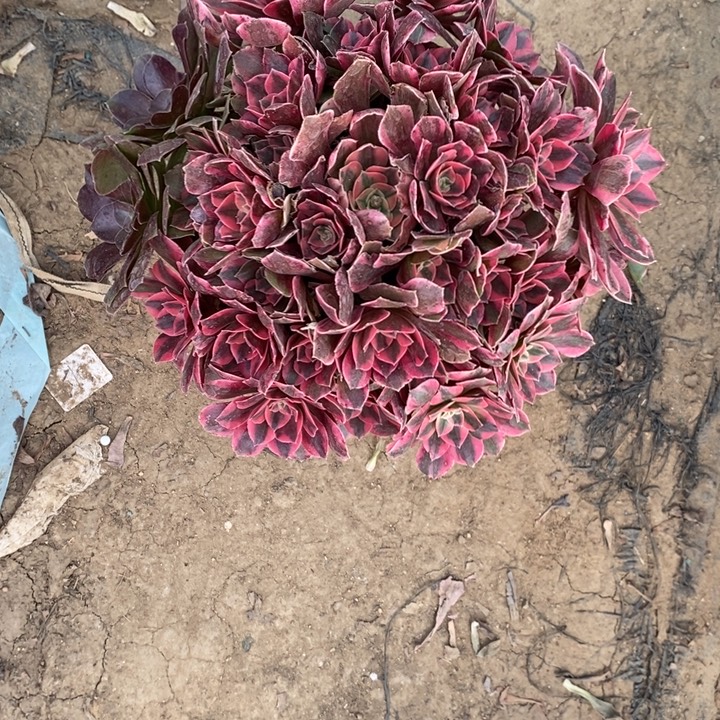 女妖5多肉植物法师法师法师