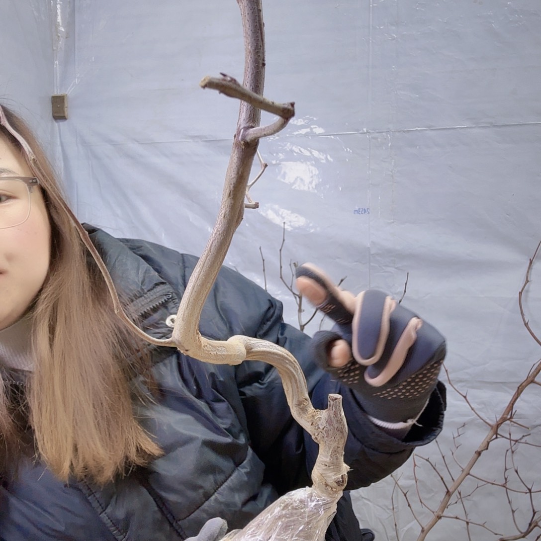 无花朵山西龙蟠种植基地发货