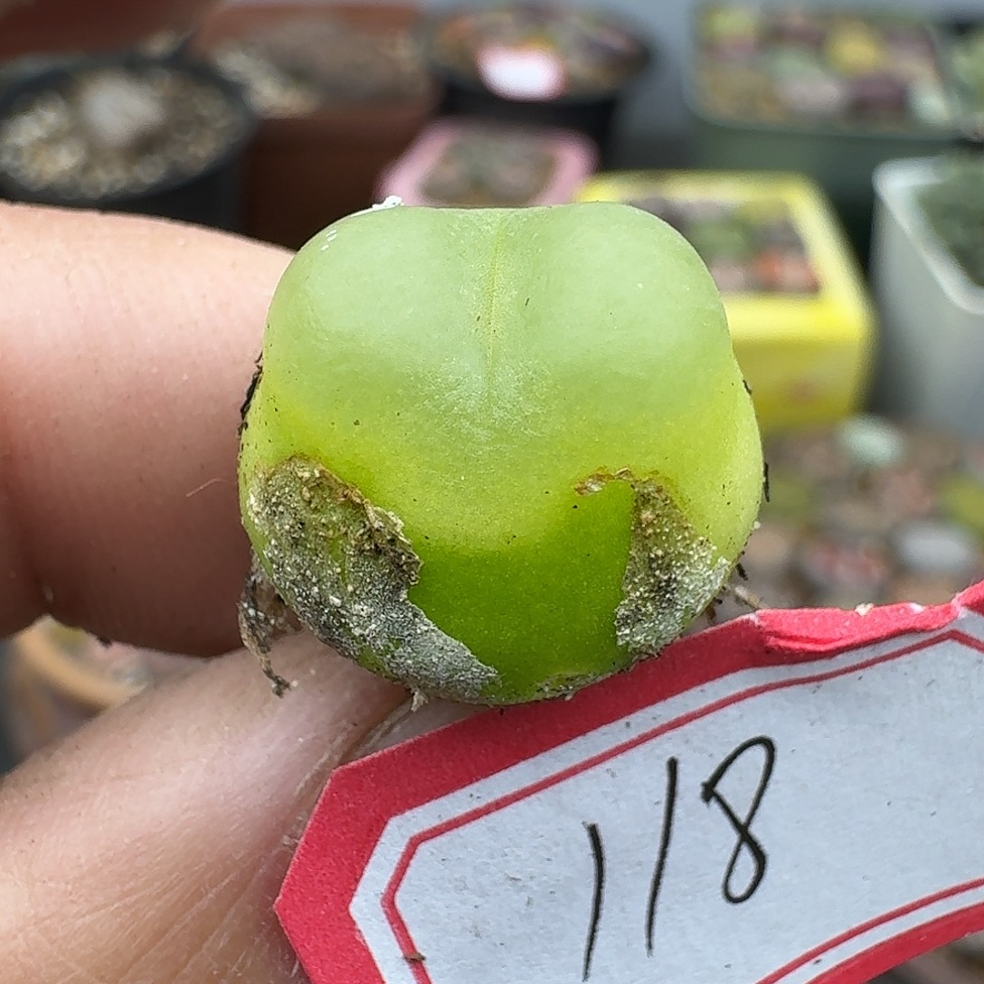 木***木118多肉哈哈哈哈哈哈哈