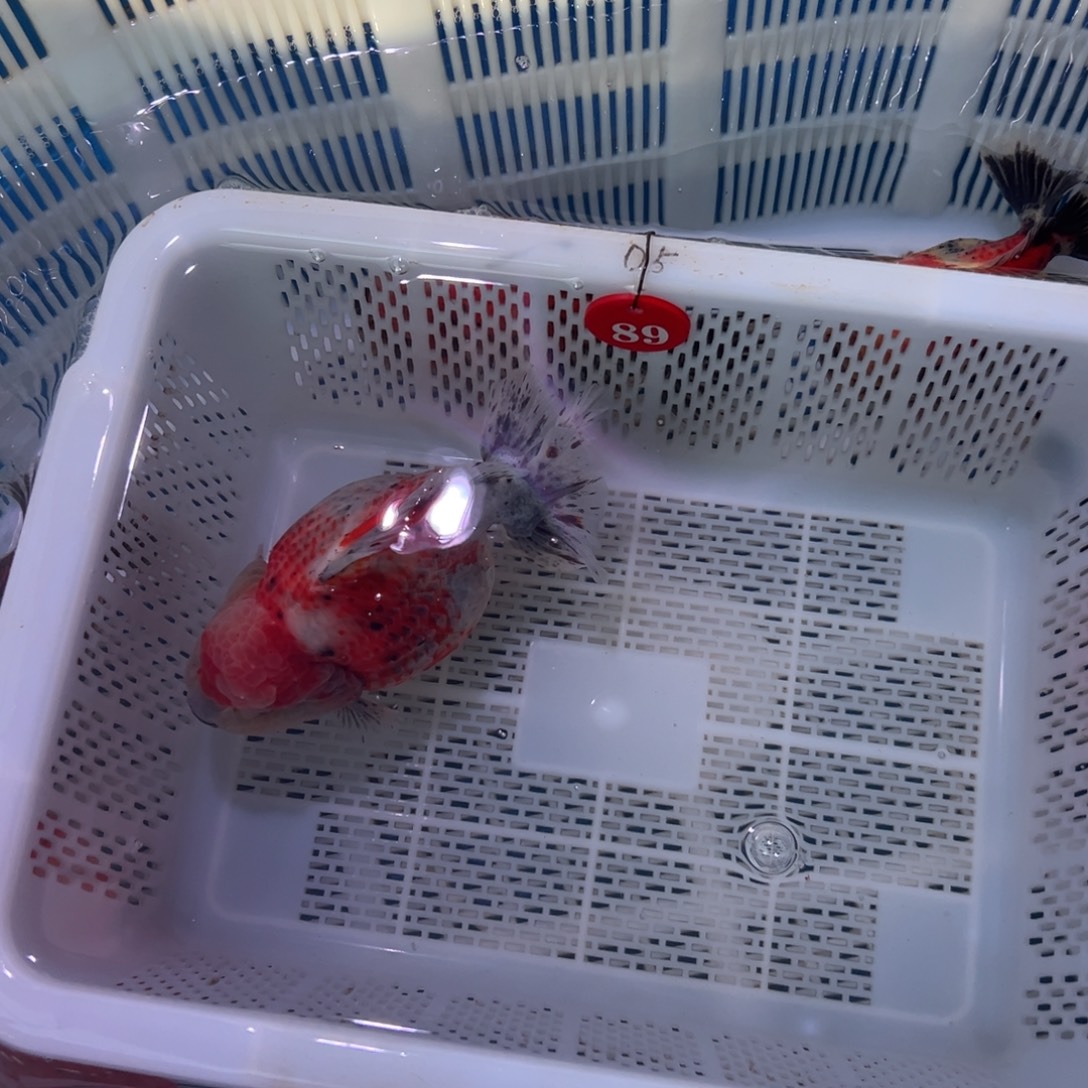 兔***生海水鱼你好意思了不想跟