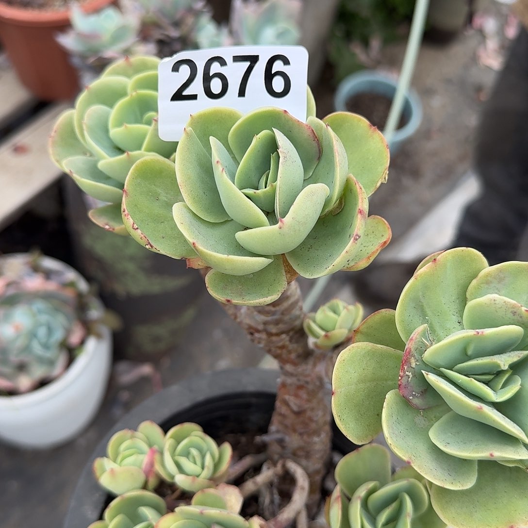 s****r316161661611661316161