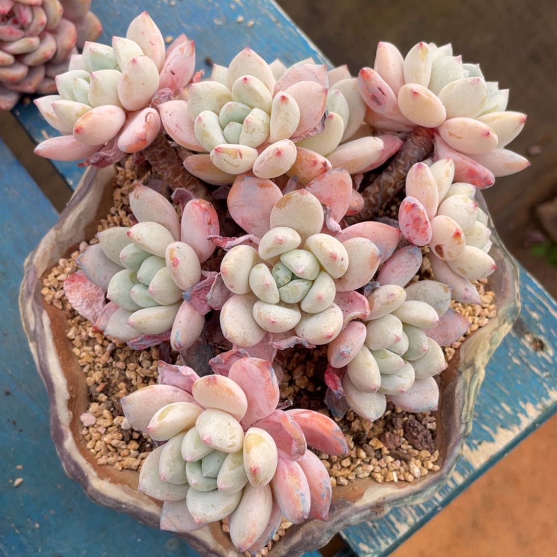 冷香群生多肉植物一物一拍