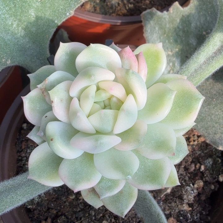 霜花锦白腹轮锦一颗的