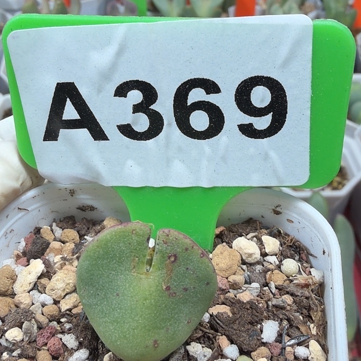 369mmmmmmmmmmmmmmmn