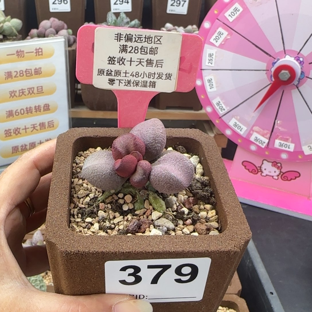 379粉红哈密瓜多肉植物