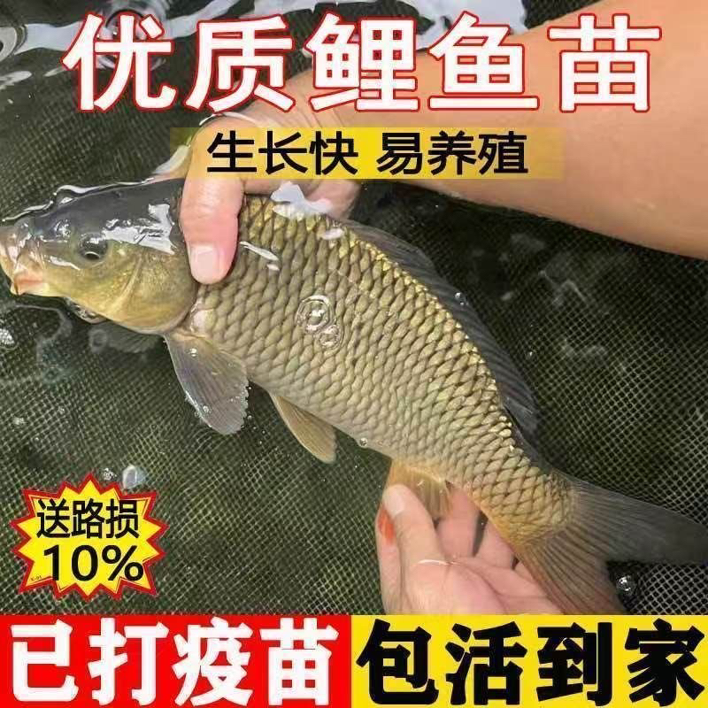 黑鲤鱼淡水活体养殖宠物观赏鱼