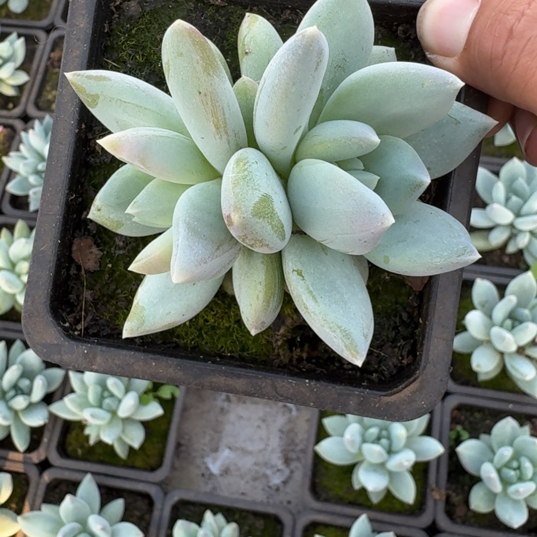 伊丽莎白 双头  一物一拍