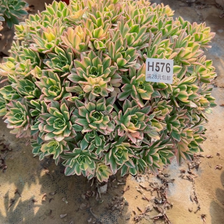 576甜茶多肉多肉