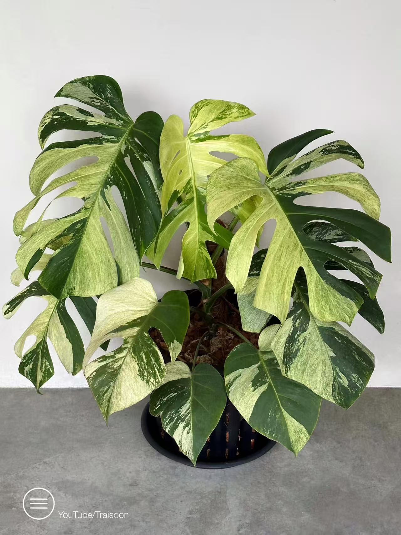 泰国薄荷龟背竹室内绿植龟背竹小苗可开背薄荷龟背竹组培苗