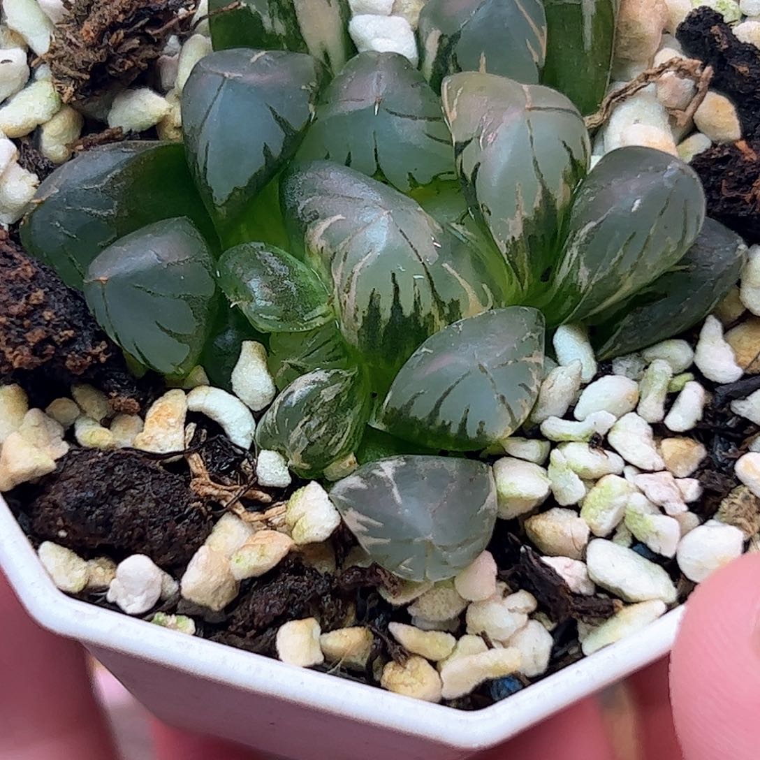 北极之光锦十二卷多肉植物