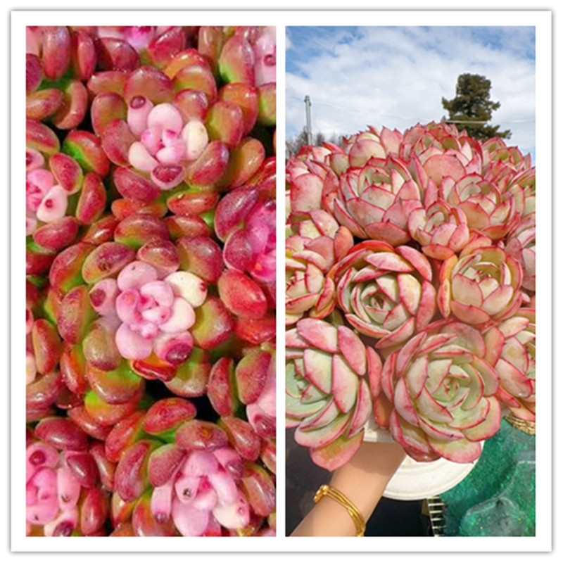 XS帕拉梅拉+罗马盆 +完美仙子+罗马盆组合 多肉植物耐旱 好养