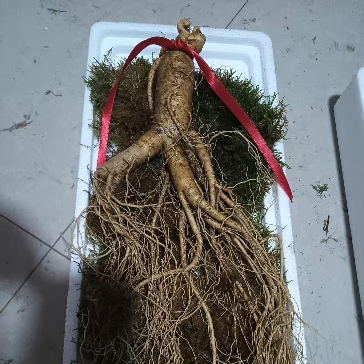 长白山新鲜人参可煲汤泡酒泡茶实物实拍