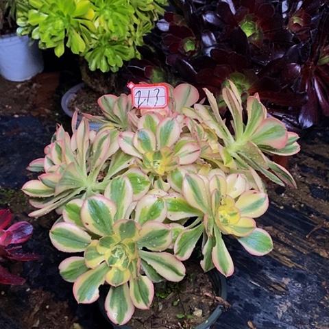 燕姿锦老桩多头法师213