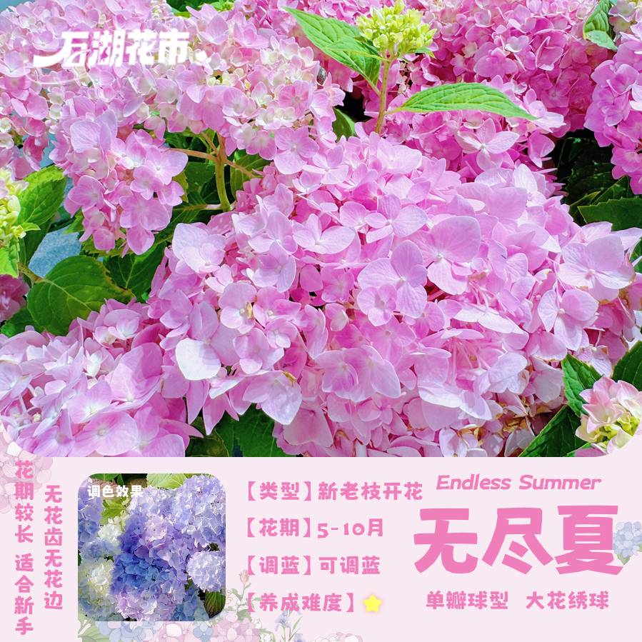 【基地直发】无尽夏120杯绣球原土原盆花苗大花绣球花期长