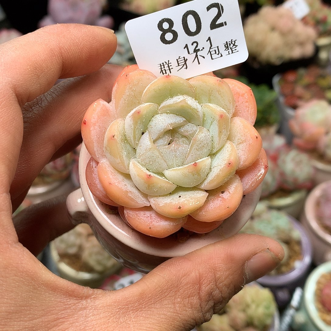 精控拇指盆12.1802