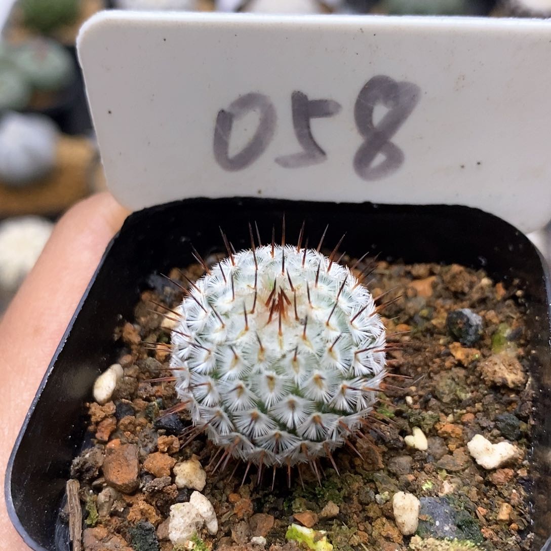 直刺福利特价来了来