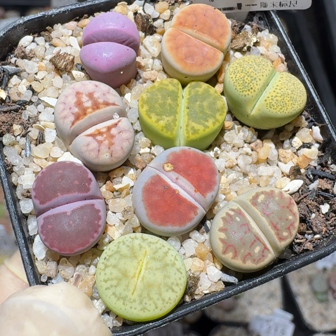 zzz精品也福利1453